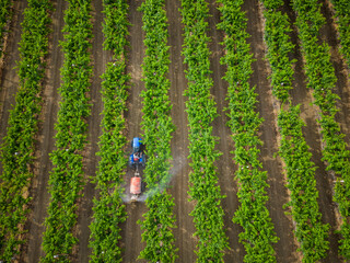 A tractor spraying fertilisers on an agriculture farm in a village in India. 