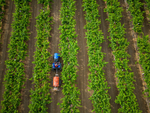 A tractor spraying fertilisers on an agriculture farm in a village in India. 