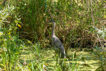 Great Blue Heron Feeding In The Marsh