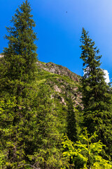 Obraz premium pine tree on the mountain