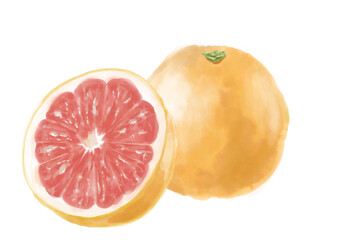 水彩のグレープフルーツ01_1