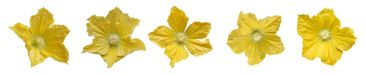 Yellow wax gourd flower isolated on transparent background