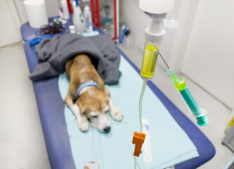 Beagle dog getting Intravenous therapy in a veterinary clinic. It gets Saline solution with...