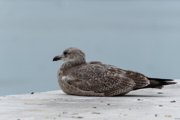 Herring Gull Resting On Bridge Support