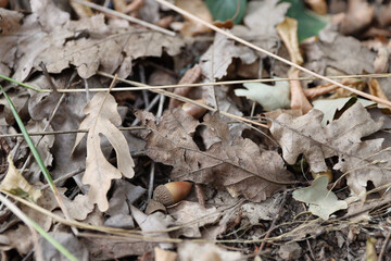 Acorns fallen among the leaves create a carpet of nature's treasures, scattered among the golden and russet hues of autumn.
