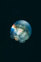 Fototapeta na wymiar white Jellyfish dansing in the dark blue ocean water.