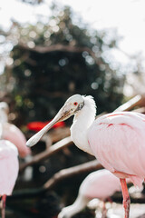 close-up of a pink pelican with red eyes with a distinct bokeh effect on a warm summer day.