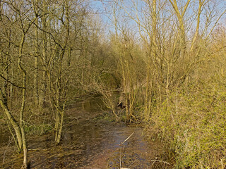 Swamp in a sunny winter forest in the flemish countryside