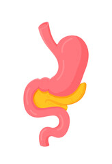Vector illustration of an isolated object. Stomach and its detailed structure, organ view from the front.