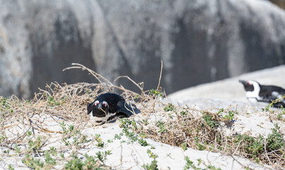 Pinguine am Boulders Beach in Simon’s Town Südafrika