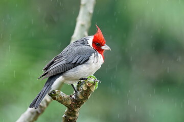 Red-crested cardinal bird sit on a branch in tropical rainforest