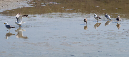 Picture of a group of seagulls perched on the water