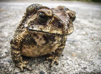 close up of a frog