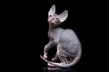 kitten on a black background. Bald cat Canadian sphinx