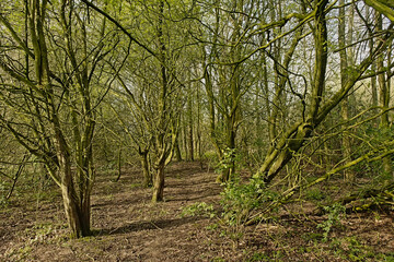 Carr wit grey willows on a sunny winterday in Putten nature reserve in Scheldt valley near Ghent, flanders, Belgium - Salix cinerea