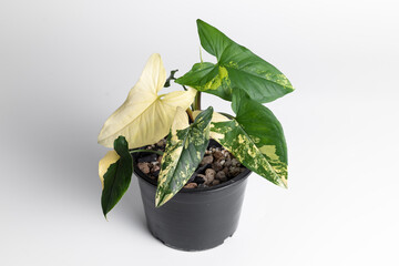 Syngonium Aurea in isolated white background. Syngonium podophyllum 'Aurea' is a cultivar from the Araceae family