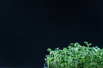 Mustard microgreens birth close up on black background. Green plants sinapis alba germination....