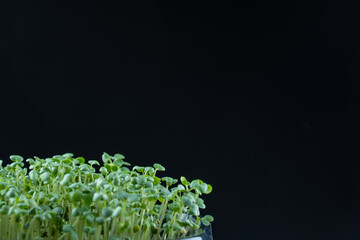 Mustard microgreens birth close up on black background. Green plants sinapis alba germination....