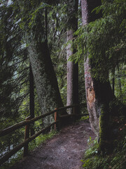Forest path along trees with wooden fence