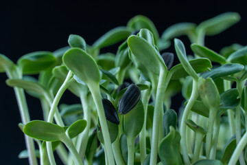 Sunflower microgreens birth close up on black background. Green micro plants helianthus...