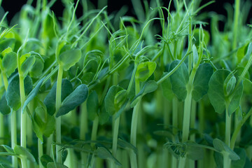 Pea microgreens birth close up on black background. Green micro plants pisum germination. Young sprouts growing in containers. Germination of beanstalk crop seeds. Healthy nutrition and organic food. - obrazy, fototapety, plakaty
