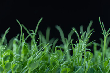 Pea microgreens birth close up on black background. Green micro plants pisum germination. Young sprouts growing in containers. Germination of beanstalk crop seeds. Healthy nutrition and organic food. - obrazy, fototapety, plakaty