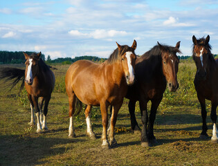 Fototapeta na wymiar Herd of horses in summer pasture. several horses standing in a front. Horses at sunset.