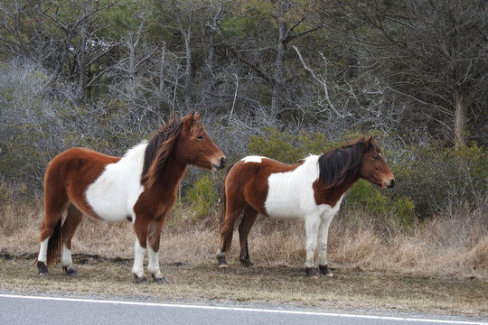 Wild horses enjoying a cool winter's day in January,  Assateague Island, Worcester county, Maryland.
