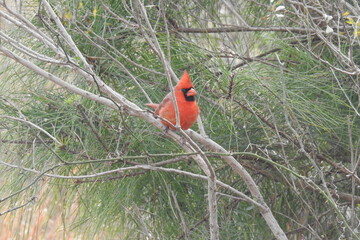 A male Northern Cardinal perched on a branch, enjoying a cool winter's day, Assateague Island, Worcester County, Maryland.
