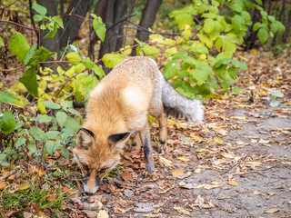 The red fox Vulpes vulpes walks along a path in the forest.