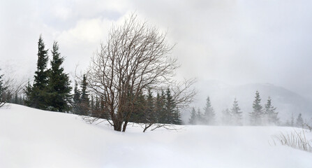 Winter landscape of mountains with trees in snow during snowfall and strong wind in fir tree forest in mountains