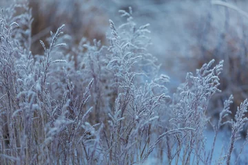 Ingelijste posters Frozen meadow © Galyna Andrushko
