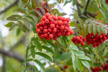 A bunch of red rowan in autumn leaves.