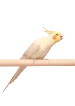 Pet parrot cockatiel with a yellow crest and red cheeks opened his beak and stretches his tongue to take something in his mouth isolated on a white background. Concept of animal care. Feeding birds. P