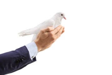 Male hands holding a white dove