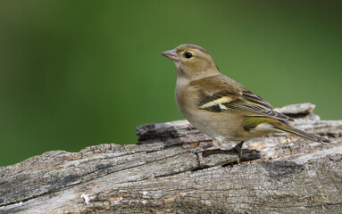 Close-up of a female chaffinch perched on a branch