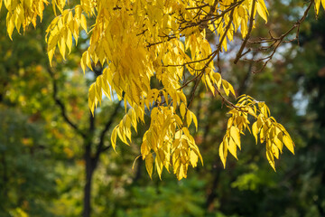 Autumn leaves of a weeping willow on a branch in late fall. Leaves turning yellow on a tree branch.