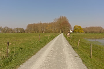 Dirt road in a sunny winter landscape with bare trees in a meadow in the flemish countryside