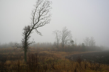 Morning fog. Late fall. November. At the edge of the forest. Landscape