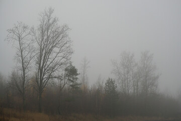 Morning fog. Late fall. November. At the edge of the forest. Landscape,