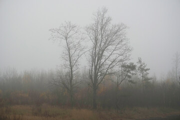Fototapeta na wymiar Morning fog. Late fall. November. At the edge of the forest. Landscape