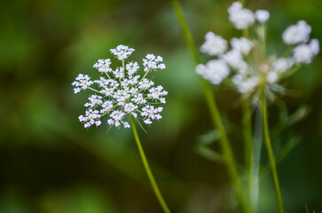 Macro closeup of white umbrella flowers