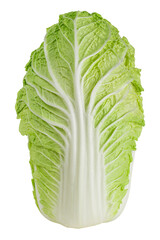 Napa cabbage or Chinese cabbage isolated on white background