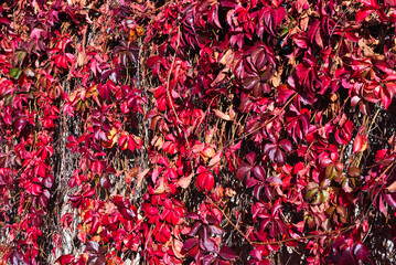red and yellow autumn leaves