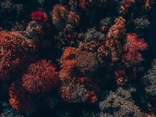 Fototapeta na wymiar Warm autumn colors out in the nature.