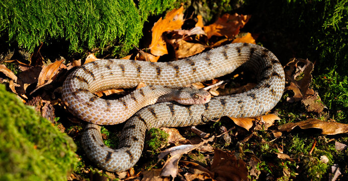 female Asp Viper // weibliche Aspisviper (Vipera aspis) - Jura Mountains, Switzerland 