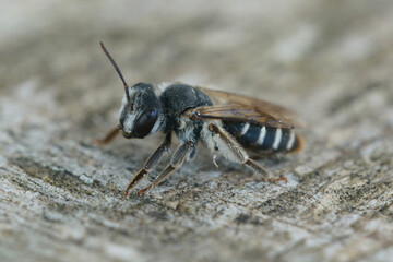 Closeup on a female Mediterranean mining bee , Andrena variabilis sitting onwood