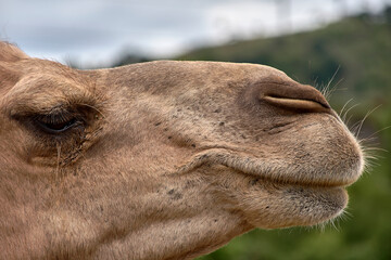 Detail of the head of a dromedary,