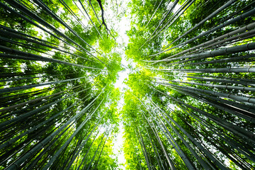 Kyoto, Japan canopy wide angle view looking up of Arashiyama bamboo forest park pattern of many plants on spring day with green foliage color