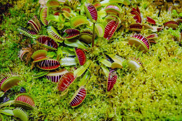 Tropical forest with carnivorous plants - obrazy, fototapety, plakaty